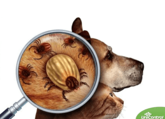 ERLIQUIOSE, A “DOENÇA DO CARRAPATO”. Imagem ilustrativa com cão e gato com erliquiose a doença do carrapato