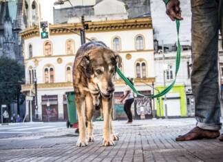 ANIMAL MORADOR DE RUA. DEVO OU NÃO LEVAR PRA CASA? Animal Morador de Rua