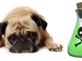 INTOXICAÇÃO E ENVENENAMENTO NO CÃO E NO GATO Imagem ilustrativa de um cão envenenado!