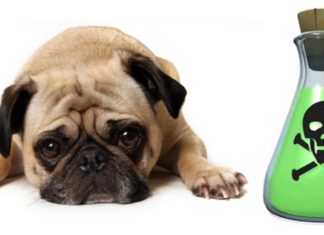 INTOXICAÇÃO E ENVENENAMENTO NO CÃO E NO GATO Imagem ilustrativa de um cão envenenado!