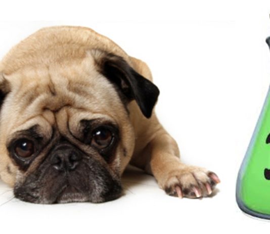 INTOXICAÇÃO E ENVENENAMENTO NO CÃO E NO GATO Imagem ilustrativa de um cão envenenado!