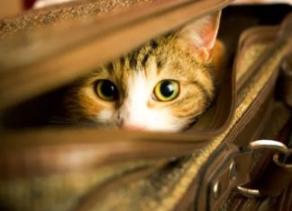 COMO OS GATOS PERCEBEM O MUNDO? Como os gatos percebem o mundo?