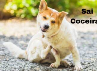 COCEIRA: O QUE ESTÁ POR TRÁS DESSE SINTOMA, QUAL A DOENÇA QUE MAIS COÇA E O QUE DEVO FAZER? COCEIRA: O QUE ESTÁ POR TRÁS DESSE SINTOMA, QUAL A DOENÇA QUE MAIS COÇA E O QUE DEVO FAZER?