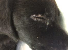 CINOMOSE: Sintomas, Prevenção e Tratamento cão com cinomose