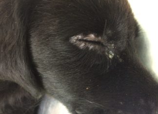 CINOMOSE: Sintomas, Prevenção e Tratamento cão com cinomose