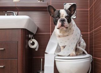 PET COM DIARREIA. O QUE FAÇO? Imagem ilustrativa de cão com