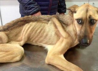 Desidratação de Pets: Causas e Como Prevenir e Tratar. Desidratação em Pets.