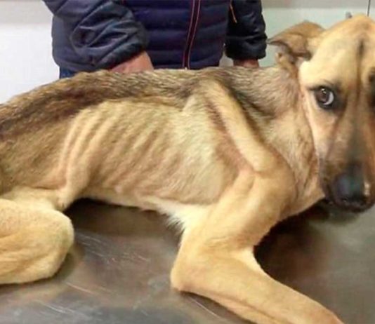 Desidratação de Pets: Causas e Como Prevenir e Tratar. Desidratação em Pets.