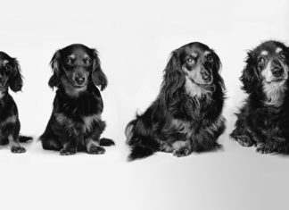 Cães envelhecendo, o que fazer? Imagem ilustrativa de cães envelhecendo