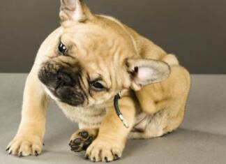 TODA SARNA PROVOCA COCEIRA? cachorro com sarna, tem coceira?