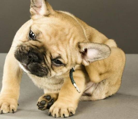 TODA SARNA PROVOCA COCEIRA? cachorro com sarna, tem coceira?