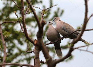 DESTINO DA ESPINGARDA E O CÃO Imagem ilustrativa do alvo dos tiros de espingarda da historia