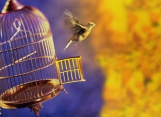 PÁSSAROS: SOLTOS OU NA GAIOLA? pássaros, soltos ou na gaiola?