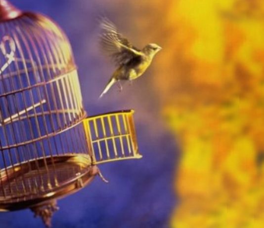 PÁSSAROS: SOLTOS OU NA GAIOLA? pássaros, soltos ou na gaiola?
