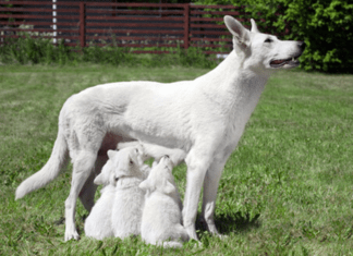 CONSANGUINIDADE: BENEFÍCIOS E MALEFÍCIOS Imagem ilustrativa de cães com consanguinidade