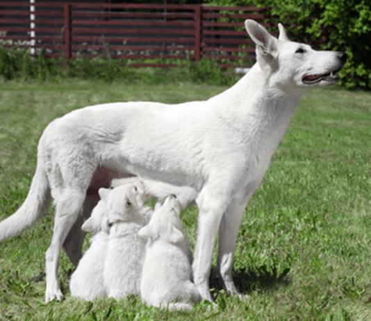 CONSANGUINIDADE: BENEFÍCIOS E MALEFÍCIOS Imagem ilustrativa de cães com consanguinidade