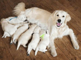 Cadela amamentando seus filhos!