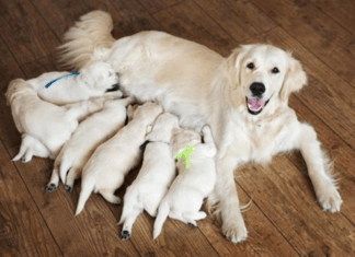 Cadela produzindo pouco Leite. O que fazer? Cadela amamentando seus filhos!