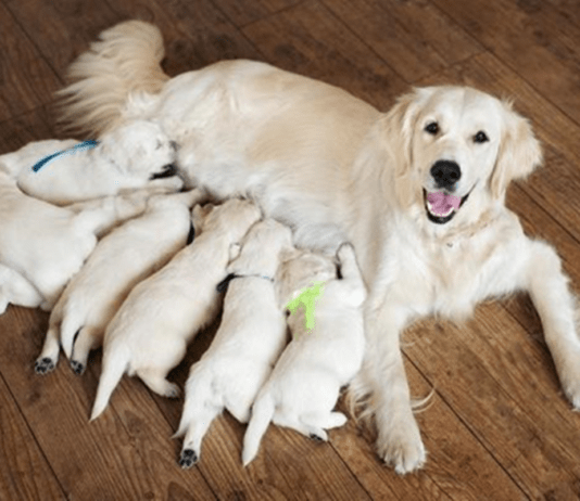 Cadela produzindo pouco Leite. O que fazer? Cadela amamentando seus filhos!