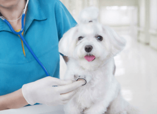 O QUE EU POSSO FAZER PELO O SEU ANIMALZINHO, HOJE? O QUE EU POSSO FAZER PELO O SEU ANIMALZINHO, HOJE?