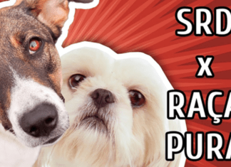 A OPÇÃO DE CRIAR UM CÃO SRD OU RAÇA PURA. SRD X RAÇA PURA
