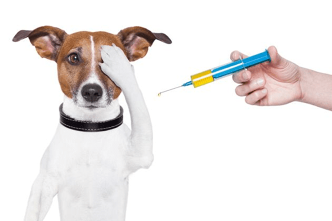 Cão sendo vacinado!