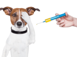 Cão sendo vacinado!