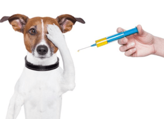 IMPORTÂNCIA DA VACINAÇÃO. Cão sendo vacinado!