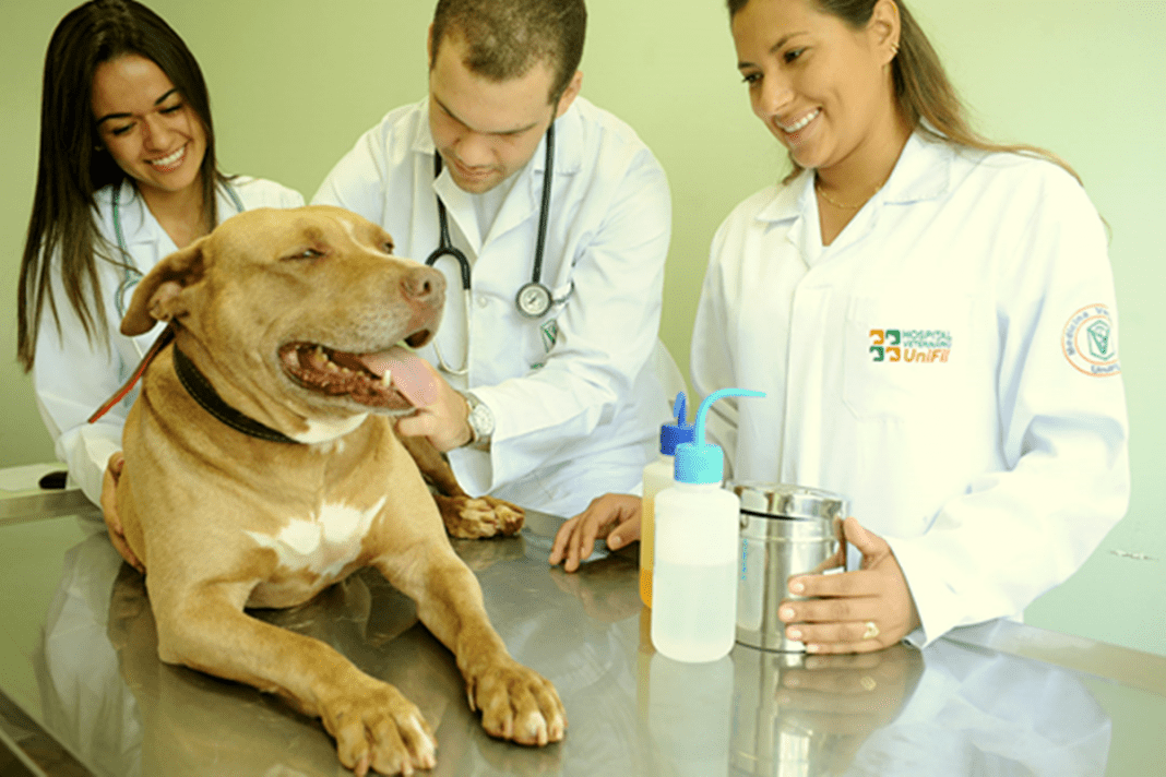 quando procurar um médico veterinário?