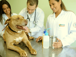 quando procurar um médico veterinário?