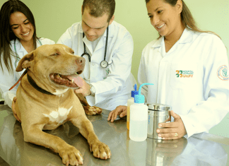 Quando procurar um veterinário? Principais situações quando procurar um médico veterinário?