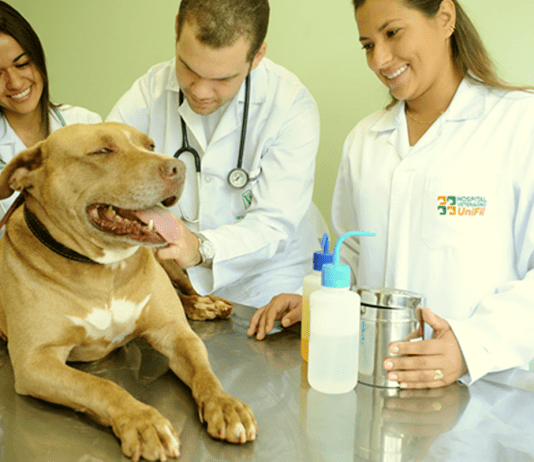 Quando procurar um veterinário? Principais situações quando procurar um médico veterinário?
