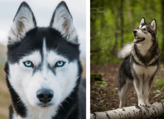 OS 10 MANDAMENTOS DO CÃO SÃO 11 E MAIS UM POUQUINHO. OS 10 MANDAMENTOS DO CÃO SÃO 11 E MAIS UM POUQUINHO.