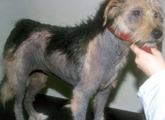 MALASSÉZIA: PRESENÇA EM 99% DOS CÃES CÃO COM MALASSÉZIA