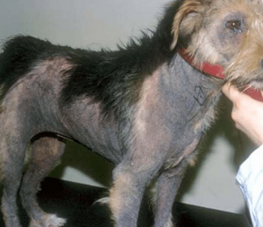 MALASSÉZIA: PRESENÇA EM 99% DOS CÃES CÃO COM MALASSÉZIA