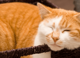 FIV-VIRUS DA IMUNODEFICIÊNCIA FELINA Gato com FIV.