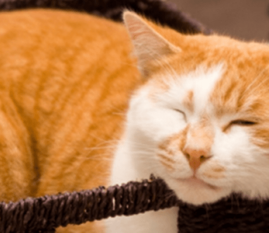 FIV-VIRUS DA IMUNODEFICIÊNCIA FELINA Gato com FIV.