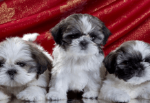 COMO ADQUIRIR E CUIDAR DO SEU FILHOTE! COMO ADQUIRIR E CUIDAR DO SEU FILHOTE!