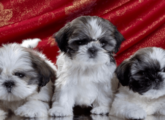 COMO ADQUIRIR E CUIDAR DO SEU FILHOTE! COMO ADQUIRIR E CUIDAR DO SEU FILHOTE!