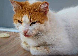 VÍRUS DA LEUCEMIA FELINA – FeLV VÍRUS DA LEUCEMIA FELINA – FeLV