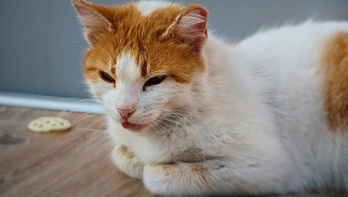 VÍRUS DA LEUCEMIA FELINA – FeLV