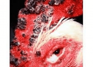 Conheça a mais importante doença das Aves no Brasil CONHEÇA A MAIS IMPORTANTE DOENÇA DAS AVES, NO BRASIL