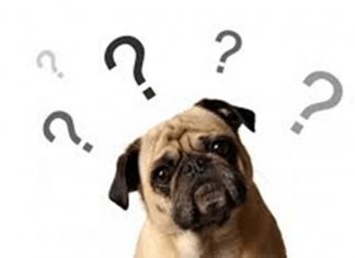 CASTRAR OU NÃO CASTRAR? CASTRAR OU NÃO CASTRAR?