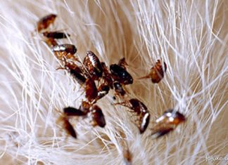 TRÊS PARASITAS INIMIGOS DO CÃO parasitas que vivem em pets