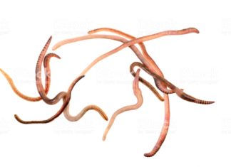 Quais são os problemas causados por Vermes vermes