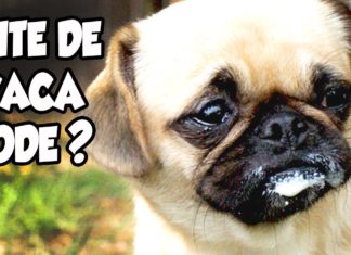 POSSO DAR LEITE DE VACA PARA MEU PET? Posso dar leite de vaca para o meu pet?