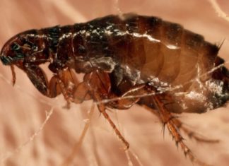 TUDO QUE VOCÊ PRECISA SABER SOBRE A PULGA. pulga