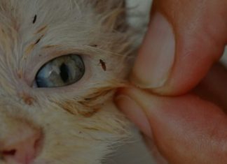 MICOPLASMA FELINA, SINTOMAS E TRATAMENTO. MICOPLASMA FELINA.