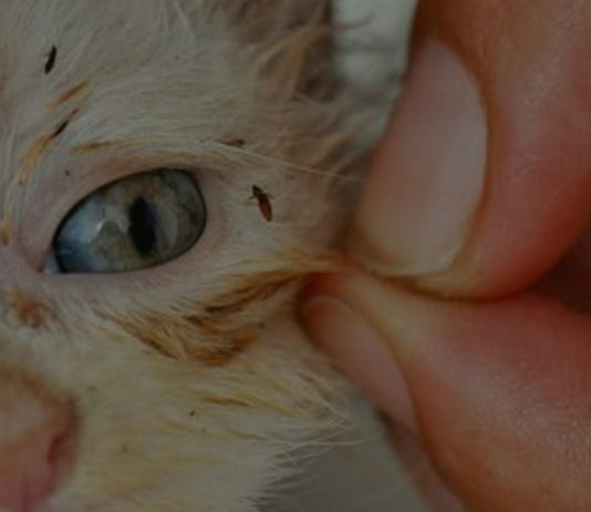 MICOPLASMA FELINA, SINTOMAS E TRATAMENTO. MICOPLASMA FELINA.