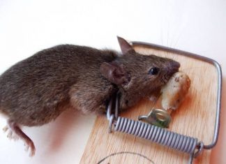 O Rato, o Cão e o Homem de Colarinho Branco: qualquer semelhança não é mera coincidência!